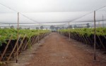 Premium PLUS vineyard netting installation