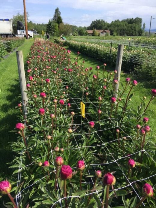 Plant Support Netting