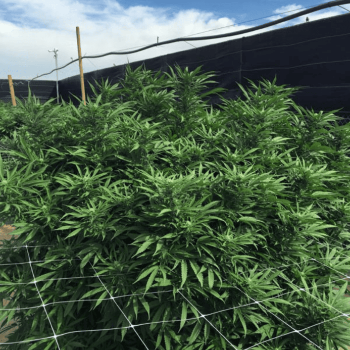 trellis netting plant support scrog netting cannabis hemp