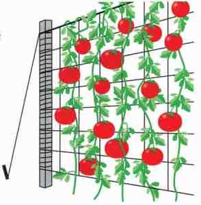 Plant Support Netting (Trellis)