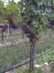 Vineyard- Bird & Bug Netting