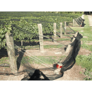 multi row netting vineyard