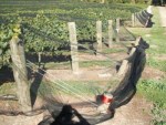 Vineyard- Multi-Row & Drape Netting