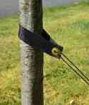 Tree Support Straps Application