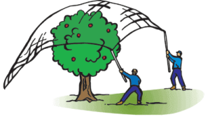 How to Measure Tree Netting