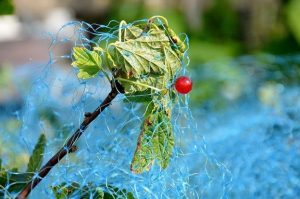 Bird netting is the best way to prevent birds from damaging crops