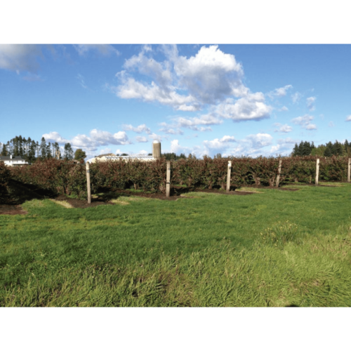 agro line application vineyard