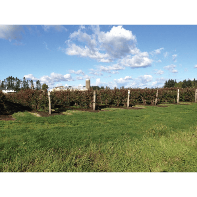 agro line application vineyard