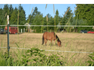 horse fence equine fence line application with horse in field