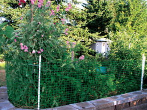 garden fence surrounding garden with pink flowered vine and bushes