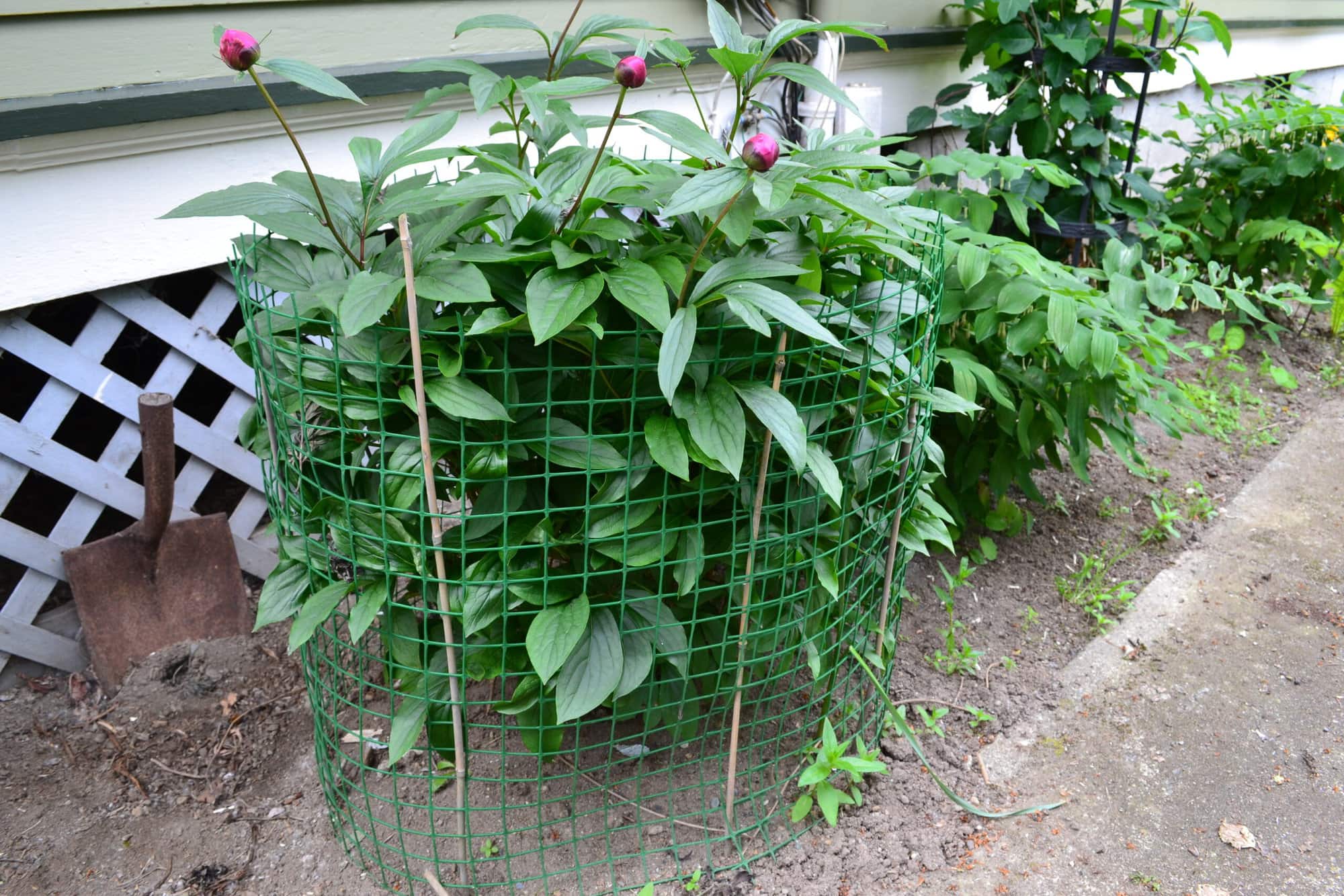 Garden Fence as Plant Support