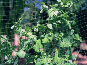 green garden netting garden net plastic garden netting peas vines pea netting