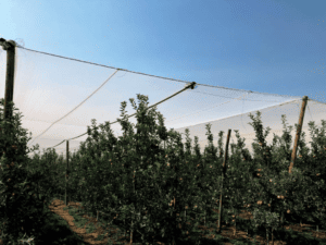 orchard shade anti hail netting over orchard rows hail protection netting