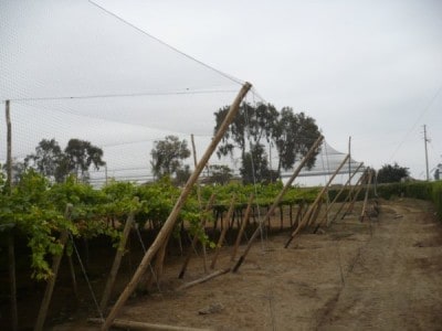 Premium Plus Vineyard Netting