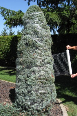 Shrub Wrap Netting Application on tall bush