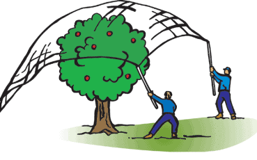 Tree-Photo-e1427144968415