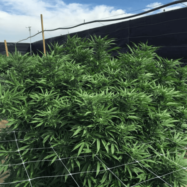 trellis netting plant support scrog netting cannabis hemp