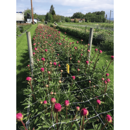 trellis netting plant support flower farm peonies