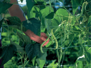 trellis net plant support trellis netting pea vine plant